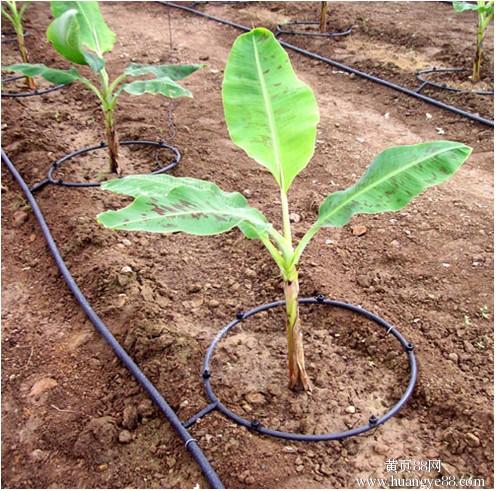 What is the difference between drip irrigation tubing and drip tape?