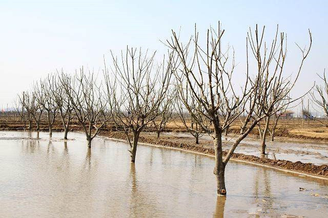 fruit trees watering