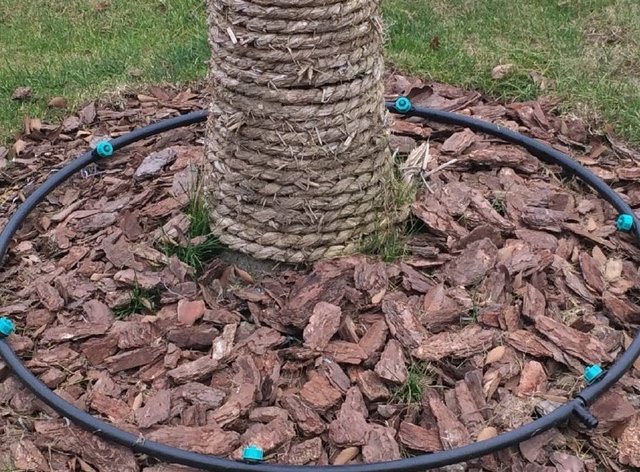 watering fruit trees drip system