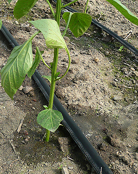 How to solve the problem in drip irrigation supplies?