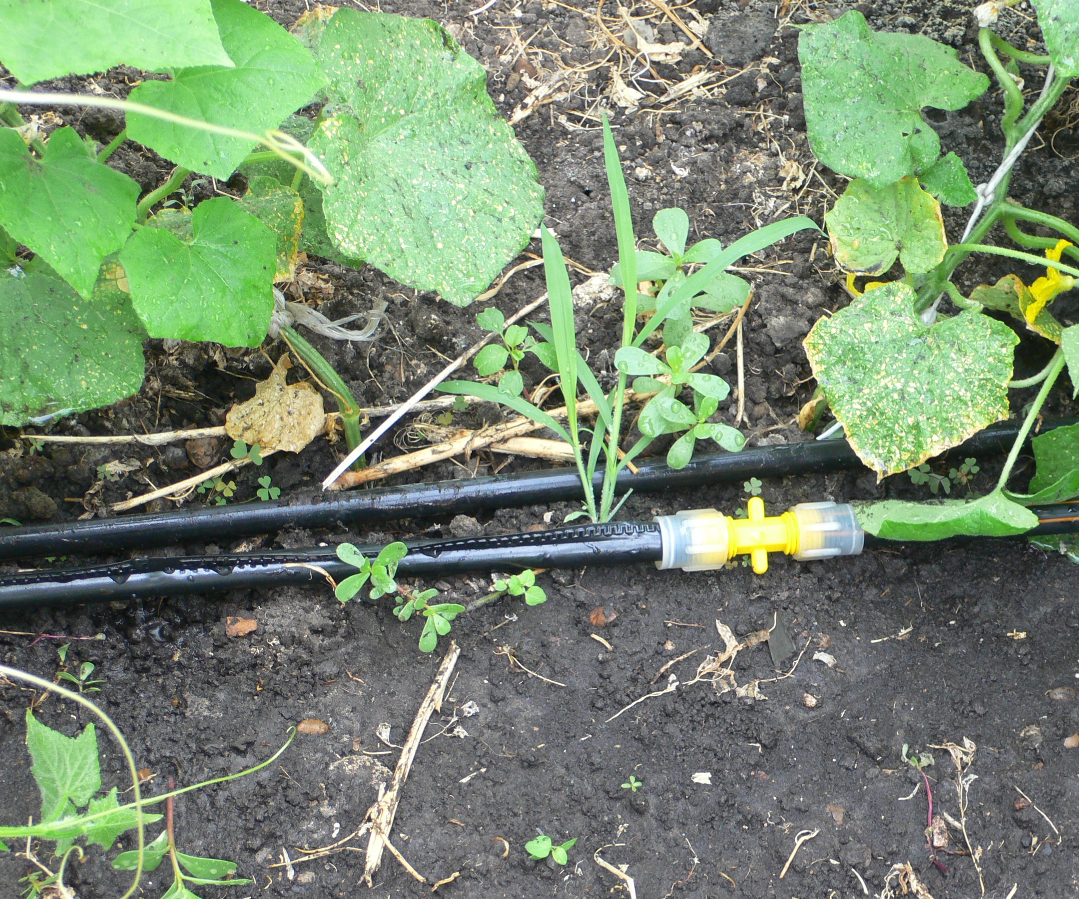 drip irrigation system