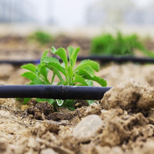 Three advantages drip irrigation and two misunderstandings